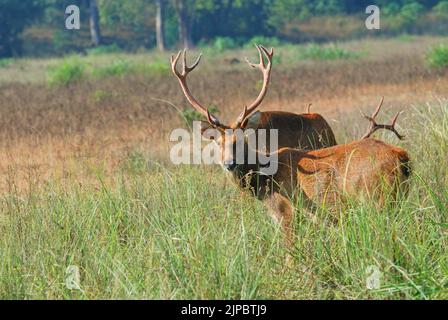 Barasingha o ritratto del cervo della palude Foto Stock