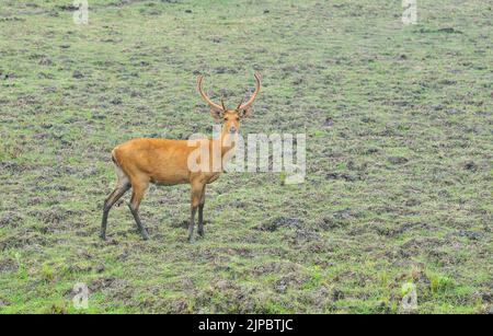 Barasingha o cervo palude con cappotto di velluto sulle formiche Foto Stock