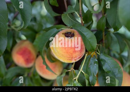 I frutti di pesca sono danni nell'albero da una malattia di frutta Foto Stock