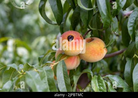 Malattia infetta pesca frutta albero nel frutteto Foto Stock