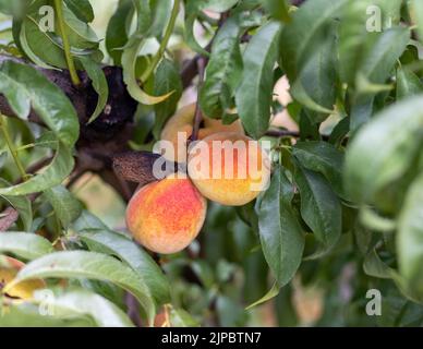 Grinze di pesca e non crescere in un albero Foto Stock