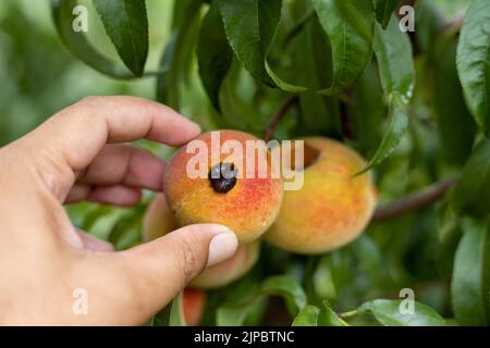 Coltivatore esamina frutta di pesca nell'albero per malattia Foto Stock