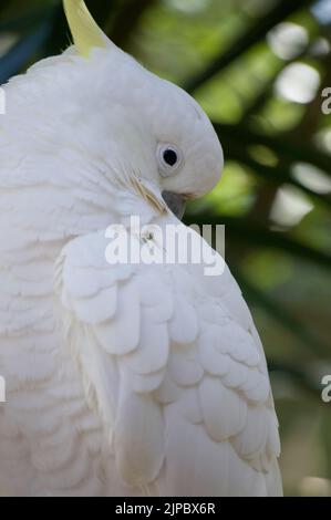 Sulphur Crested Cockatoo primo piano Australia Foto Stock