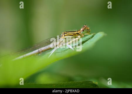 Una damselfly invernale comune (Symfecma fusca) poggiante su una foglia, primavera, Vienna (Austria) Foto Stock