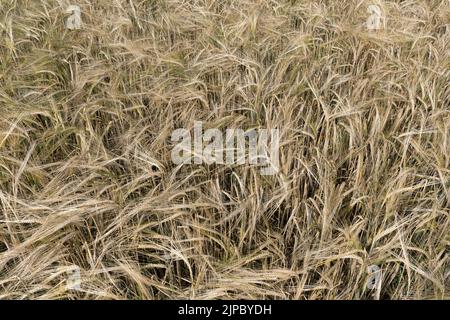 Spighe marroni di orzo quasi maturo in primo piano vista dall'alto Foto Stock