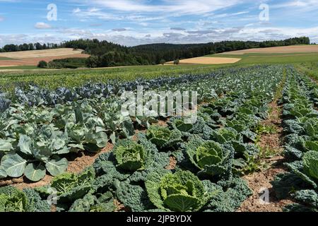 File di cavoli vari in un campo Foto Stock