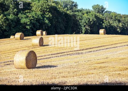 Balle rotonde di paglia arrotolate su un campo stoppato dopo il raccolto, concetto di agricoltura, spazio di copia, fuoco selezionato Foto Stock