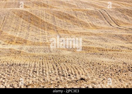 Campo stoppia dopo la mietitura con onde del terreno e cingoli di taglio diagonali, sfondo naturale a telaio intero e concetto agricolo, spazio copia, f. Selezionato Foto Stock