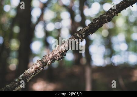 Un primo piano di un ramo testurizzato in una foresta Foto Stock