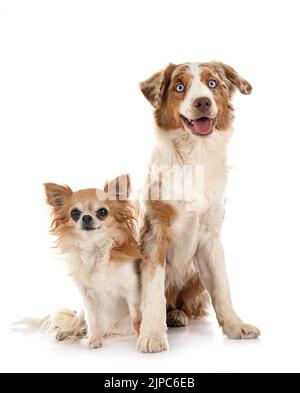 Miniatura American Shepherd e chihuahua di fronte a sfondo bianco Foto Stock