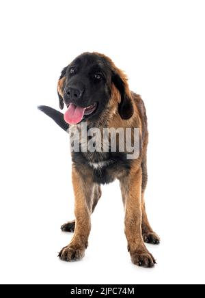 Cucciolo Leonberger di fronte a sfondo bianco Foto Stock