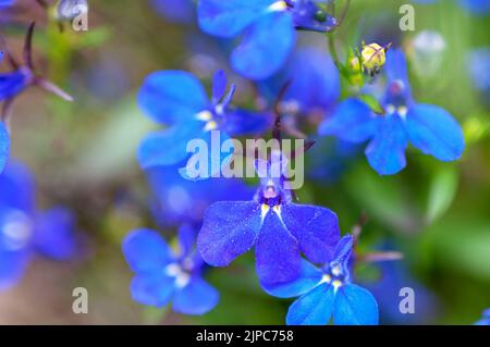 primo piano con fiori di lobolia blu Foto Stock