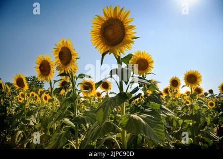 Angolo basso di girasoli freschi e luminosi con foglie verdi che crescono in campo agricolo contro cielo azzurro nuvoloso nelle giornate di sole in campagna Foto Stock