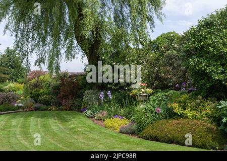 Tipico giardino inglese sul retro, prato, confine erbaceo, siepe e albero in estate, villaggio di Gayton, Northamptonshire, Regno Unito Foto Stock