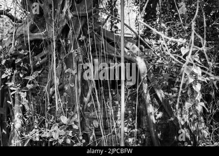 Un colpo in scala di grigi di un albero viti che copre la vecchia casa Foto Stock