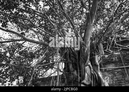 Un colpo in scala di grigi di un albero viti che copre la vecchia casa Foto Stock