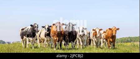 Imballare mucche, prima fila, una vista panoramica ampia, un pacchetto bianco e rosso nero, mandria in un campo Foto Stock