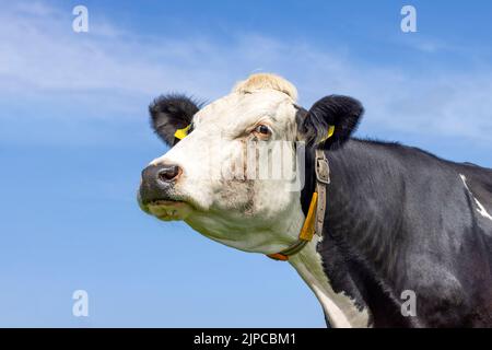 Mucca che guarda sospetto, mento sollevato in alto, bianco e nero, testa in aria e sfondo blu Foto Stock