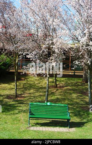 Panca di legno verde all'interno di alberi in fiore in primavera e erba verde al parco Foto Stock