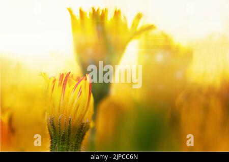 dente di leone brillante la sera su uno sfondo di altri dente di leone giallo Foto Stock