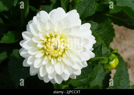 dahlia fiore. Bel close-up crisantemo, ritmo e consistenza di petali delicati Foto Stock