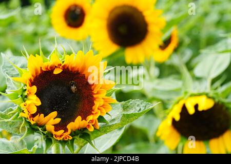 primo piano di girasoli. Ape a strisce nere e gialle, ape di miele, girasoli impollinanti da vicino Foto Stock