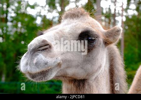 ritratto di cammello. Primo piano con il volto di un cammello marrone arabo Foto Stock