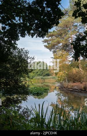 Il lago ornamentale a Southampton Common, Southampton UK Foto Stock
