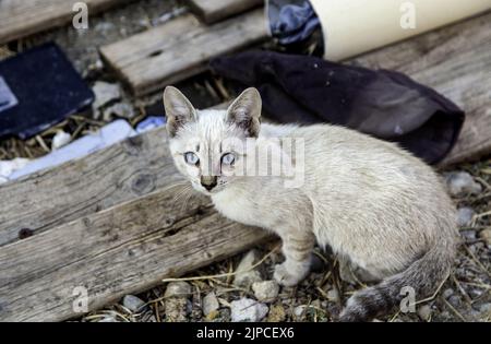 Particolare di animale domestico abbandonato e solo, tristezza Foto Stock