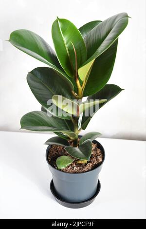 Pianta di casa Ficus elastica robusta, comunemente nota come albero di gomma, con foglie verdi lucide e rotonde. Pianta intera in una pentola grigia. Isolato su un bianco. Foto Stock