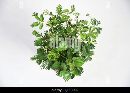 Mimosa pudica houseplant, noto anche come pianta sensibile, pianta sonnolenta, pianta di azione, touch-me-not, e shameplant. Isolato su sfondo bianco Foto Stock