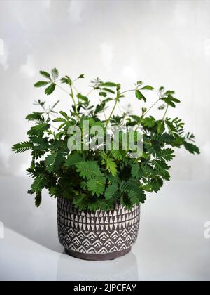 Mimosa pudica houseplant, noto anche come pianta sensibile, pianta sonnolenta, pianta di azione, touch-me-not, e shameplant. Pianta verde in una pentola viola. Foto Stock
