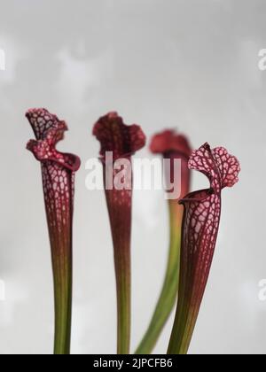 Pianta domestica insettivora carnivora Sarracenia leucohylla, comunemente nota come lanciarelle tromba. Primo piano di quattro caraffe viola, isolate su bianco. Foto Stock