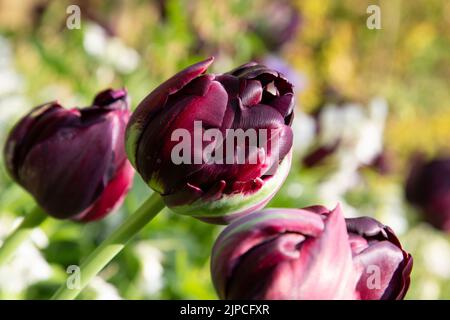 Tulipano 'Black Hero' fiorito in primavera Foto Stock