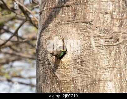 Brown o Meyer's Parrots un buco-nidi e sono molto veloci per prendere il controllo dei nidi di uccelli come picchio e barbet che scavano buchi negli alberi Foto Stock