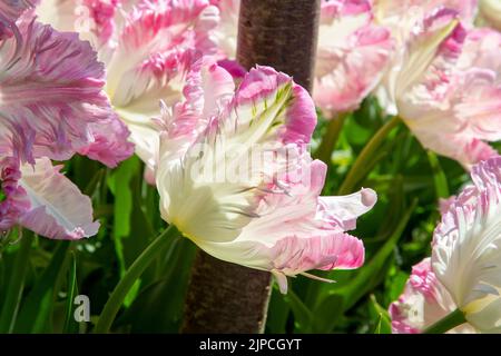 Giardino con tulipani var. Weber's Parrot - tulipano tulipa fioritura con baldone in un bordo floreale nel mese di aprile maggio primavera Regno Unito - tulipani pappagallo Foto Stock