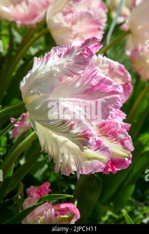 Giardino con tulipani var. Weber's Parrot - tulipano tulipa fioritura con baldone in un bordo floreale nel mese di aprile maggio primavera Regno Unito - tulipani pappagallo Foto Stock