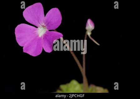 Pinguicula Weser fiore Foto Stock