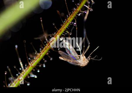 Roridula gorgonias preda Foto Stock