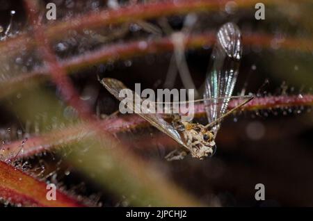 Roridula gorgonias preda Foto Stock