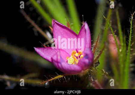 Fiore di Roridula Foto Stock