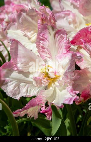 Giardino con tulipani var. Weber's Parrot - tulipano tulipa fioritura con baldone in un bordo floreale nel mese di aprile maggio primavera Regno Unito - tulipani pappagallo Foto Stock