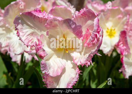 Giardino con tulipani var. Weber's Parrot - tulipano tulipa fioritura con baldone in un bordo floreale nel mese di aprile maggio primavera Regno Unito - tulipani pappagallo Foto Stock