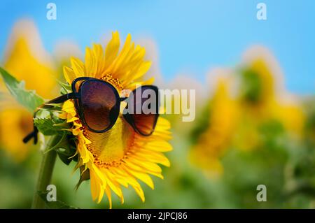 girasole giallo brillante in occhiali da sole primo piano su una metà Foto Stock