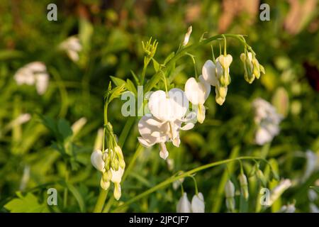 Lamprocapnos spectabilis Alba syn Dicentra - White Bleeding cuore fiore fioritura in un confine - primavera a inizio estate aprile maggio giugno Regno Unito Foto Stock