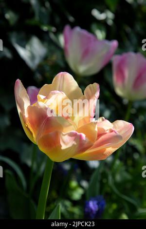 Giardino con tulipani Tulipa Tulip var. Creme Upstar fioritura in un bordo di fiori in primavera aprile maggio UK Foto Stock