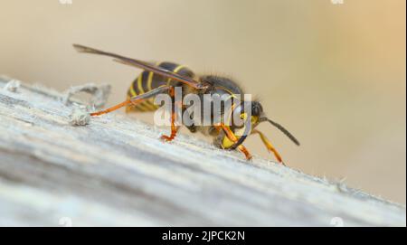 Worker Median Wasp, Dolichovespula media, collezionando Wood for ITS Nest raschiando con le sue fauci, Blashford Lakes UK Foto Stock