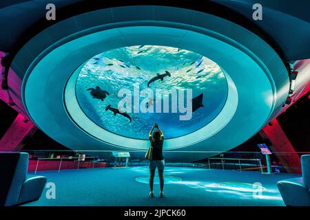 Oculus Fish Aquarium, mostra Hammer Sharks, Mantarays, tartarughe e Tropical Fish Frost Science Museum Miami City, South Florida, USA Foto Stock