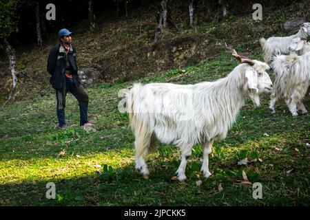 Marzo 3rd 2021 Uttarakhand India. Un pastore locale uomo con la sua mandria di capra e pecore Himalayane a pelliccia bianca nei prati dell'alta regione himalayana Foto Stock