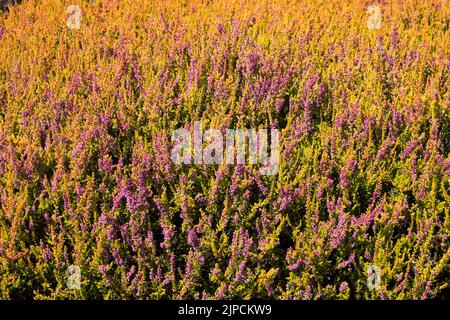 Callunas fiorente, Calluna vulgaris 'lucciola' Foto Stock